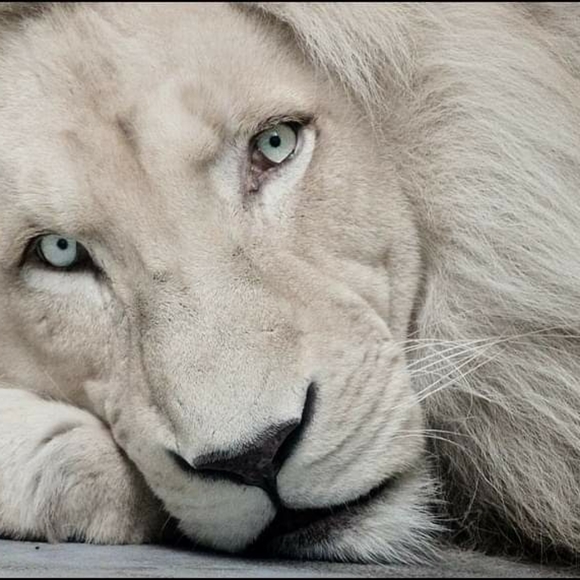 Meet your Posher, Melodie - Picture 1 of 7